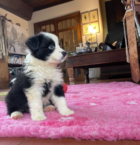 Cuccioli Border Collie di alta genealogia - Foto 6