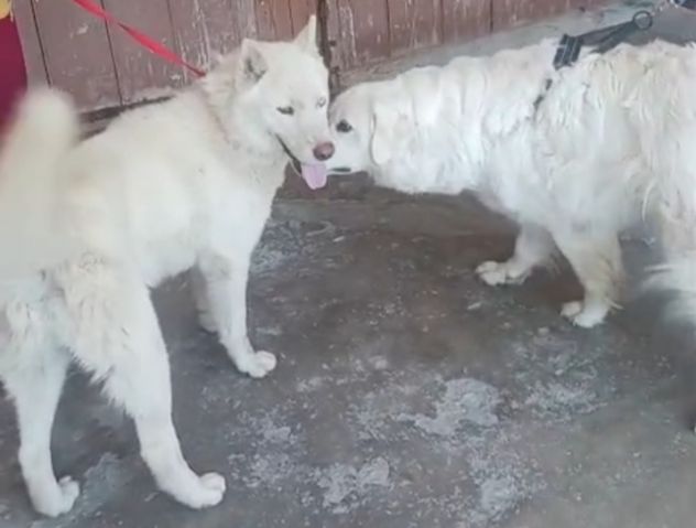Zeus: giovane Siberian Husky socievole con tutti - Foto 2