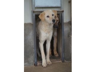 ETTORE L' OCCASIONE PER APRIRSI ALLA VITA CUCCIOLO IN ADOZIONE