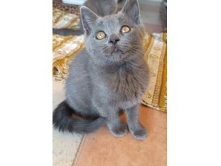 Gattini British shortair