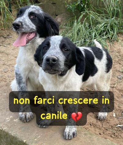ROY E CARRIE CUCCIOLI 4 MESI taglia media SONO IN CANILE - Foto 5