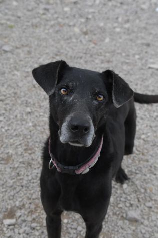 Niura da cucciola vive in canile - Foto 2