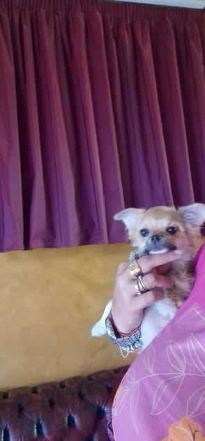 Chihuahua pelo corto crema - Foto 3