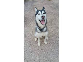 Aron husky