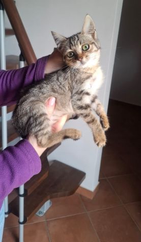DOLCE MICINA IN REGALO - Foto 3