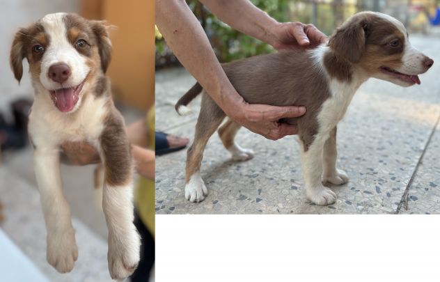 Cuccioli di Pastore Australiano (Aussie) - Pronti per una nuova famiglia! - Foto 4