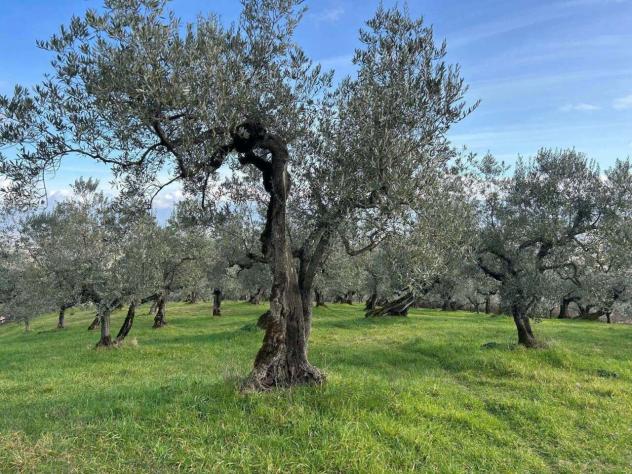 Uliveto in vendita a Cecina