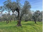 Uliveto in vendita a Cecina