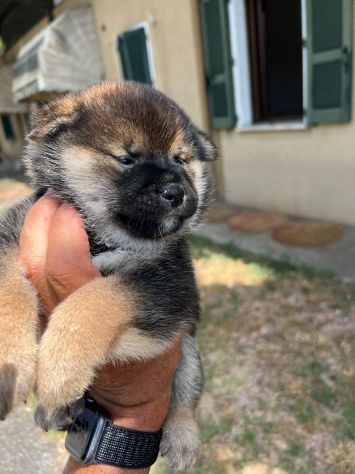 Cuccioli di Shiba Inu (con pedigree ENCI) - Foto 5