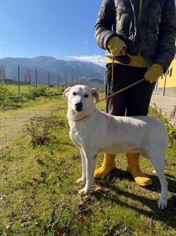 Stella cagnolona che non da problemi - Foto 5