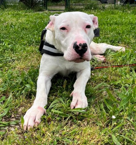 ALBINO DOGO ARGENTINO - Foto 5