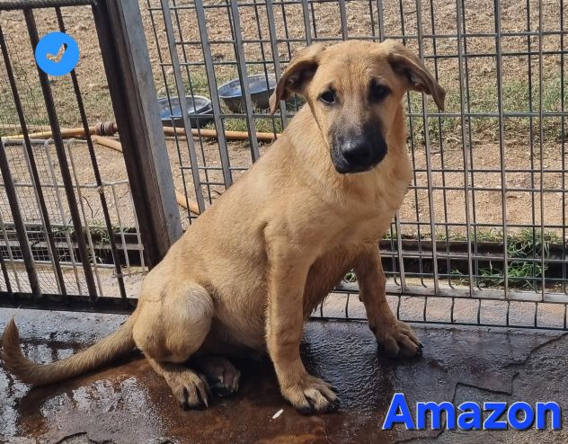 Amazon - Foto 10