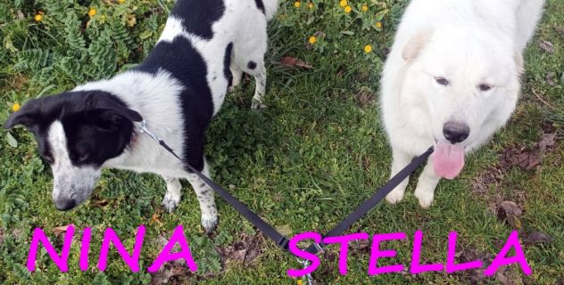NINA e STELLA 1anno dolcissime - URGENTI! - Foto 4