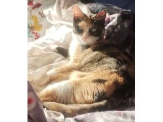Sula gattina