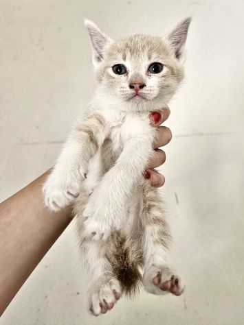 3 splendide gattine di solo 2 mesi - Foto 4