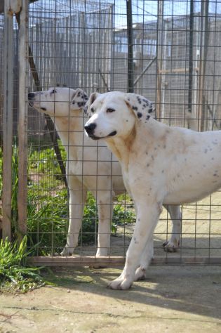 Adottate Fergus dal canile - Foto 3