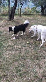 CANE IN ADOZIONE: LA STORIA DI LELLO - Foto 5