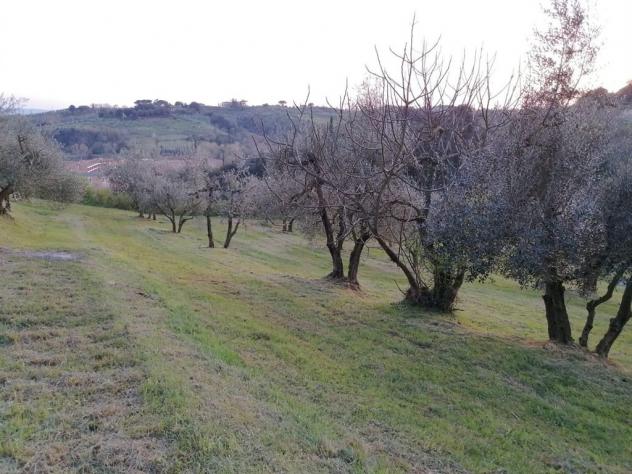 SIENA vendesi terreno AGRICOLO località COLONNA SAN DI 20000 MQ - Foto 3