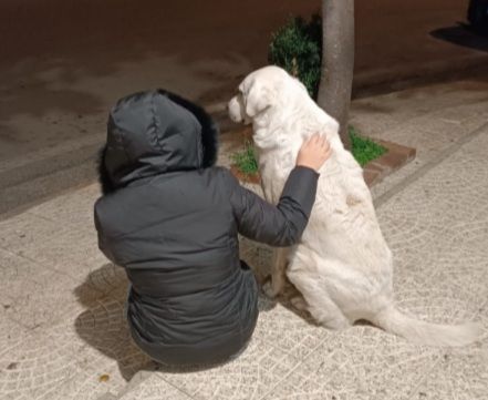Maremmano anzianetto NN LO VOGLIONO+IN STRADA! CALABRIA - Foto 5