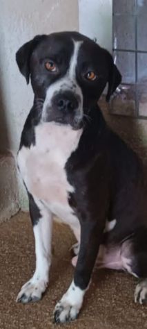 DODO' occhi dolci CANE IN ADOZIONE