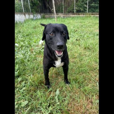 BORIS FANTASTICO ESEMPLARE DI CANE COZZA! DOLCISSIMO CAGNOLINO IN ADOZIONE - Foto 8