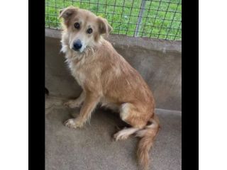 FENDI DOLCEZZA DA COCCOLARE CAGNOLINA IN ADOZIONE