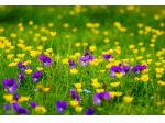 Terreno 4440 mq vicinanze S.S.16 Bari-Torre a mare