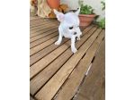 Cucciole di Chihuahua