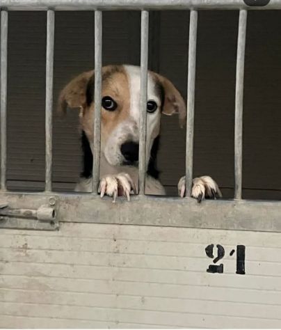 SNOOPY CAGNOLINO IN ADOZIONE - Foto 6