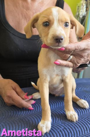 AMETISTA,cucciola mix volpino breton - Foto 3