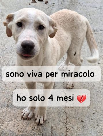 CUCCIOLA SOPRAVISSUTA PER MIRACOLO BIANCA 4 MESI TAGLIA MEDIA ORA E’ IN CANILE - Foto 2