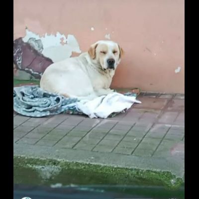 OSVALDO MIX LABRADOR CANE IN ADOZIONE - Foto 4