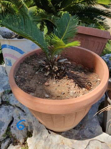 Cycas (varie misure) - Foto 3