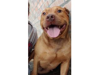 EMMER UNA NUOVA VITA, CANE IN ADOZIONE
