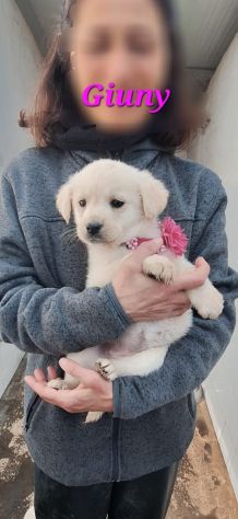 Simil Labrador in adozione - Foto 2