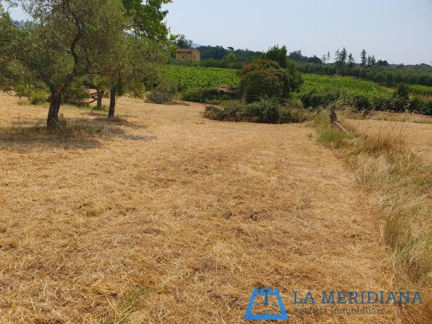 Terreno agricolo in vendita a Lamporecchio 10000 mq Rif: 1362349 - Foto 2
