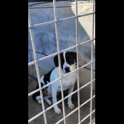 MARILU' CAGNOLINA IN ADOZIONE - Foto 2