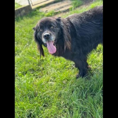 NADAL, SIMIL TERRANOVA adorabile tenerone, cane in adozione - Foto 4