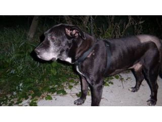 ASSO, il cane "addomesticato"