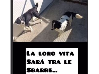 LARA E XENA incrocio border collie, giovani cagnoline in adozione