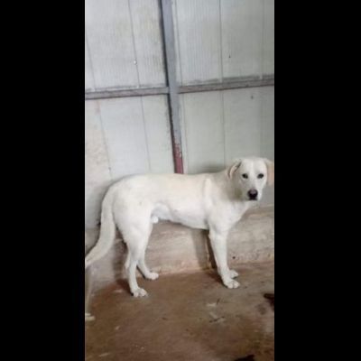 LIBECCIO buonissimo e pacato, aspetta una famiglia, cane in adozione - Foto 2