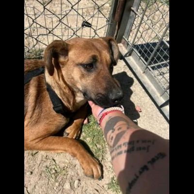 PAZZY E I SUOI CUCCIOLI IN ADOZIONE - Foto 8