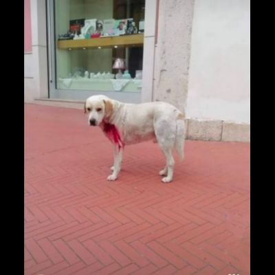 OSVALDO MIX LABRADOR CANE IN ADOZIONE - Foto 5