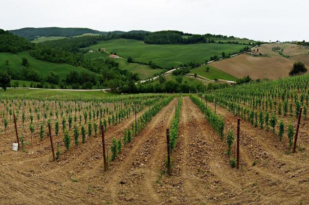 Terreno agricolo in vendita a Bibbona 50000 mq Rif: 1262013