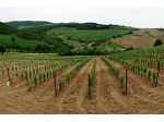 Terreno agricolo in vendita a Bibbona 50000 mq  Rif: 1262013
