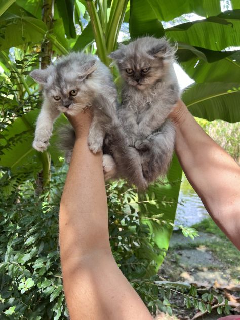 Gattini Persiani - Foto 3