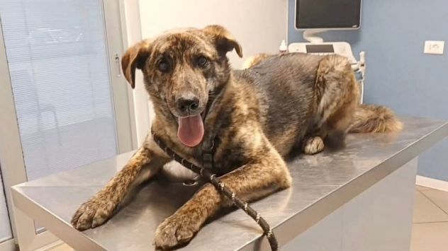 UGO PER GLI AMICI UGHINO DOLCISSIMO MIX HUSKY GIOVANE CANE IN ADOZIONE - Foto 2