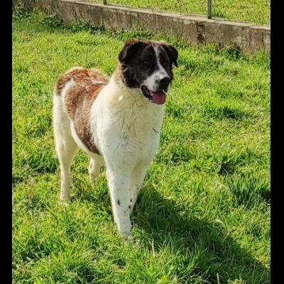 IL TEMPO PERDUTO DI DOC, CANE IN ADOZIONE - Foto 8