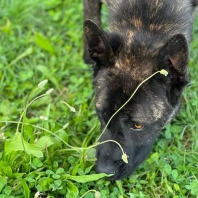 BLACK SALVIAMOL DAL CANILE CANE IN ADOZIONE - Foto 3