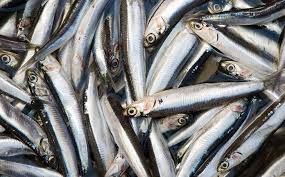 ADDETTO/ A LAVORAZIONE DEL PESCE